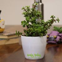 [LD] Leafy Tales Button Jade Live Plant in White Plastic Pot, Feng Shui Plant